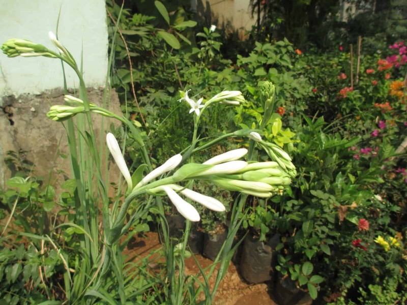 Fragrant Summer Flowers: Create an Evening Garden Oasis