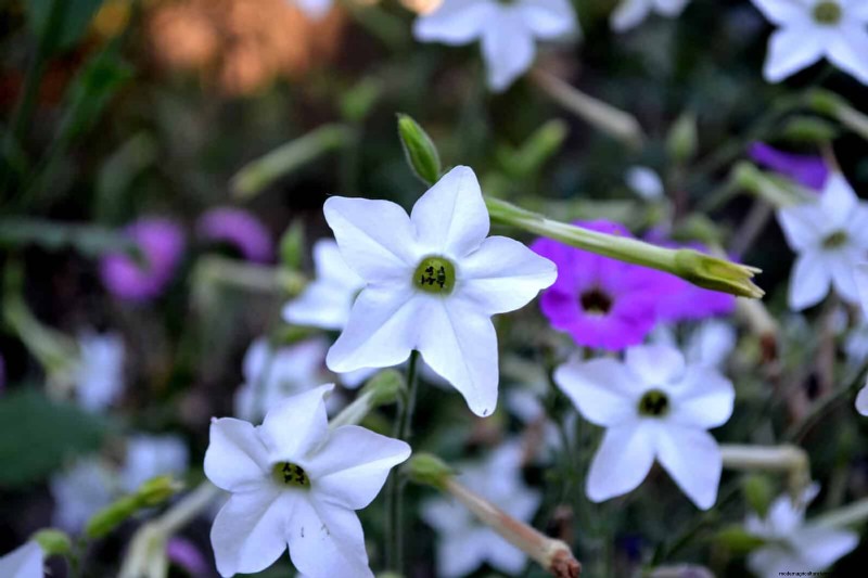 Fragrant Summer Flowers: Create an Evening Garden Oasis