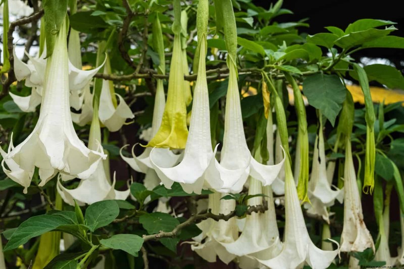 Fragrant Summer Flowers: Create an Evening Garden Oasis
