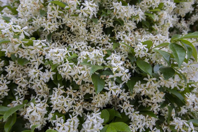 Fragrant Summer Flowers: Create an Evening Garden Oasis