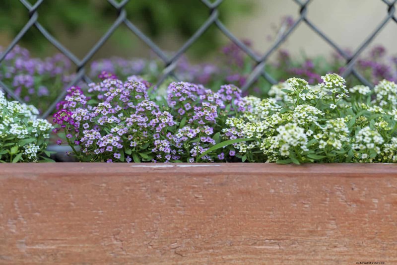 Fragrant Summer Flowers: Create an Evening Garden Oasis