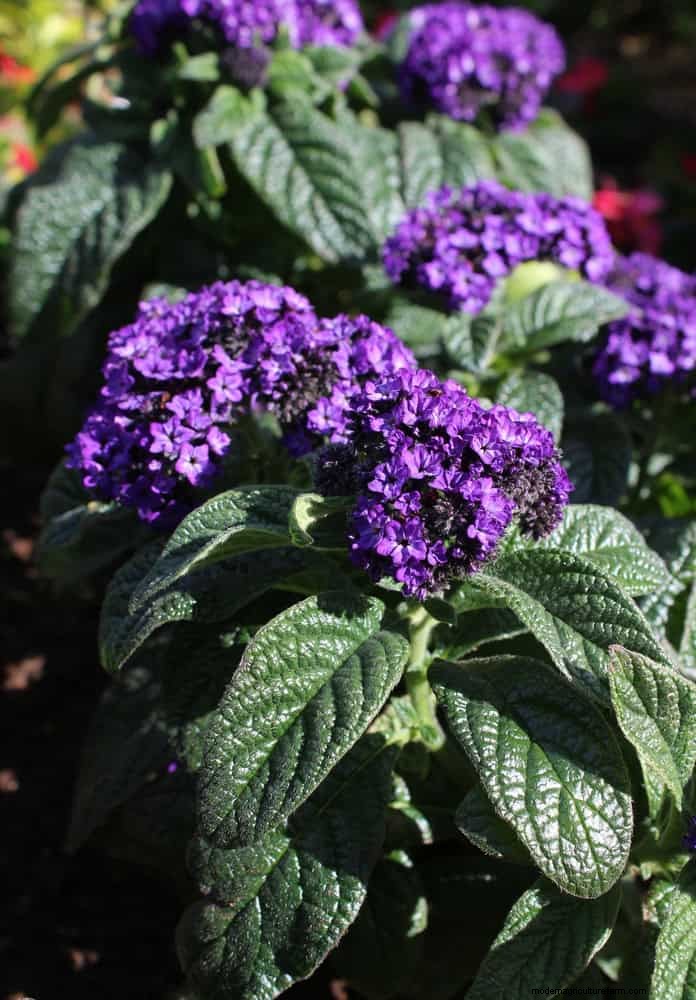 Fragrant Summer Flowers: Create an Evening Garden Oasis