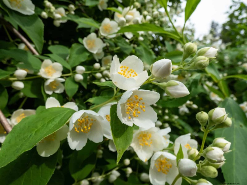 Fragrant Summer Flowers: Create an Evening Garden Oasis