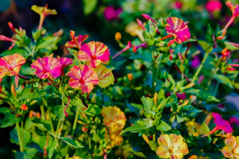 Fragrant Summer Flowers: Create an Evening Garden Oasis