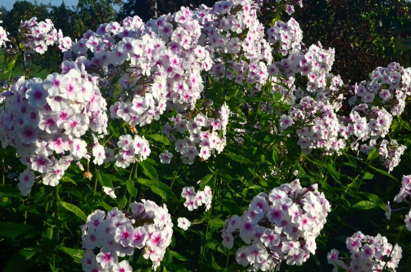 Fragrant Summer Flowers: Create an Evening Garden Oasis