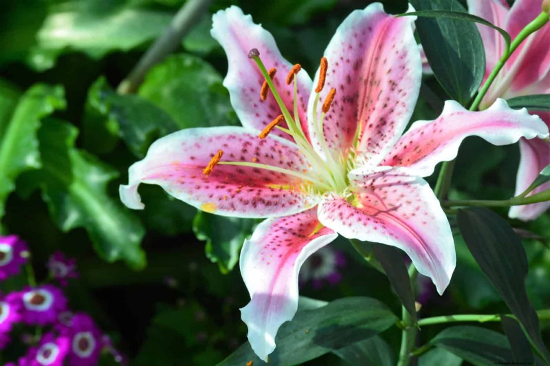 Fragrant Summer Flowers: Create an Evening Garden Oasis