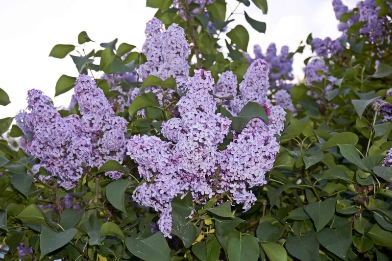 Fragrant Summer Flowers: Create an Evening Garden Oasis
