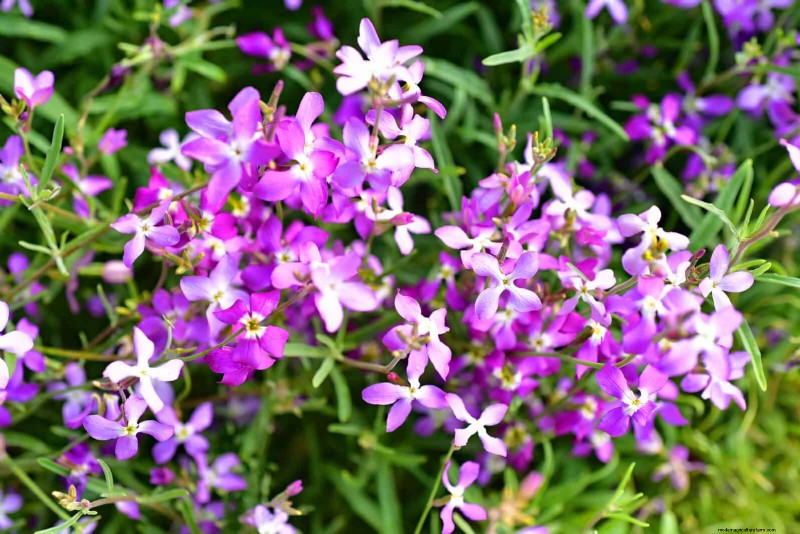 Fragrant Summer Flowers: Create an Evening Garden Oasis