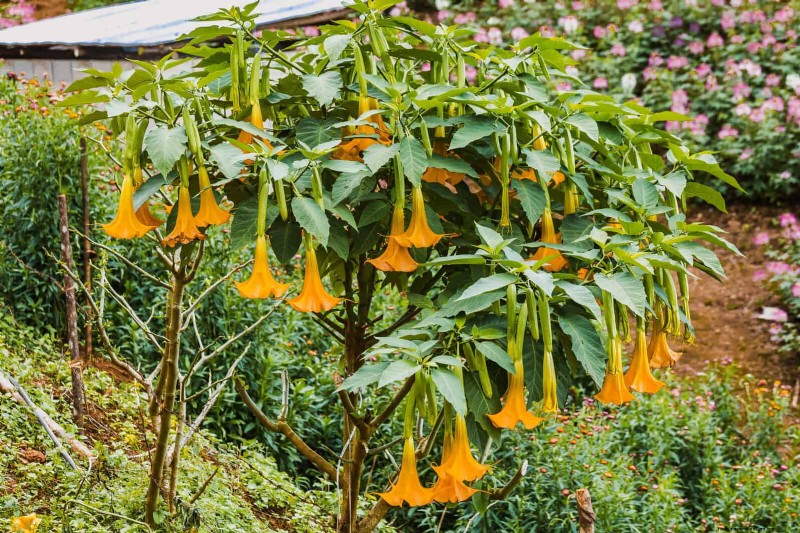 Fragrant Summer Flowers: Create an Evening Garden Oasis