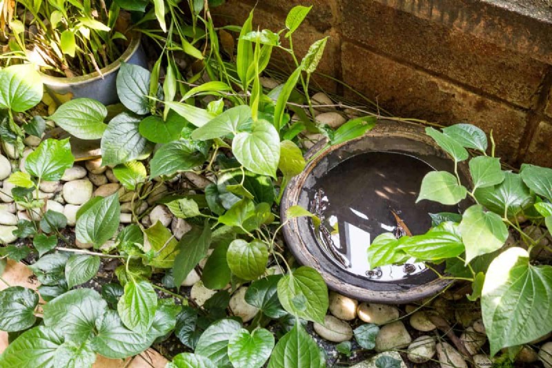 Mosquito Magnet: 13 Backyard Features & Simple Solutions