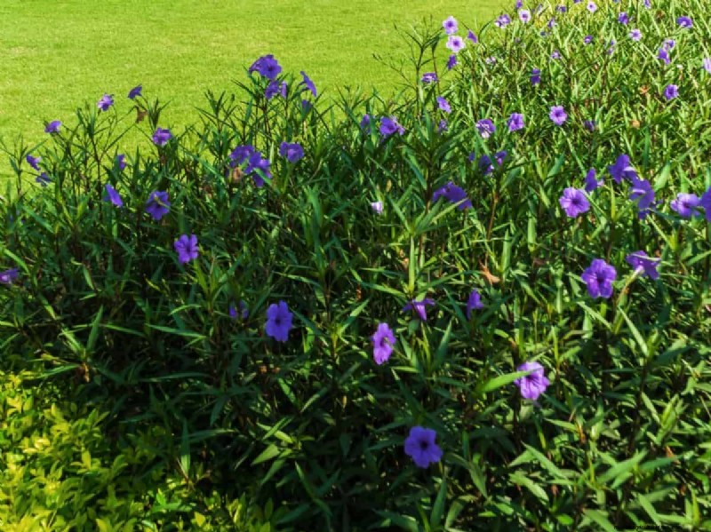 Mosquito Magnet: 13 Backyard Features & Simple Solutions