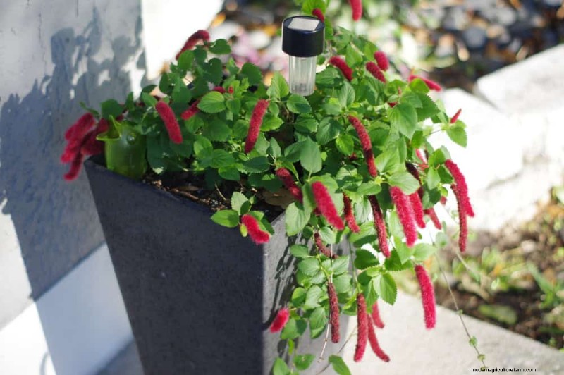 Mosquito Magnet: 13 Backyard Features & Simple Solutions