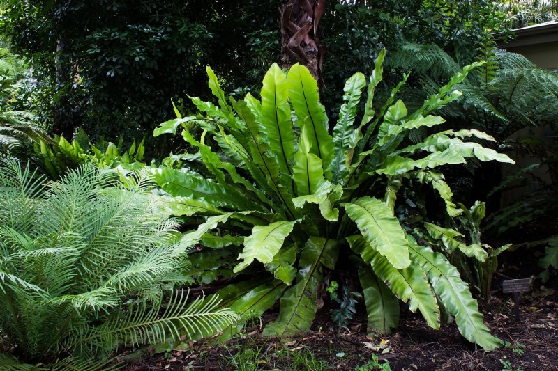 Ferns in Landscape Design: 12 Modern & Bold Ideas