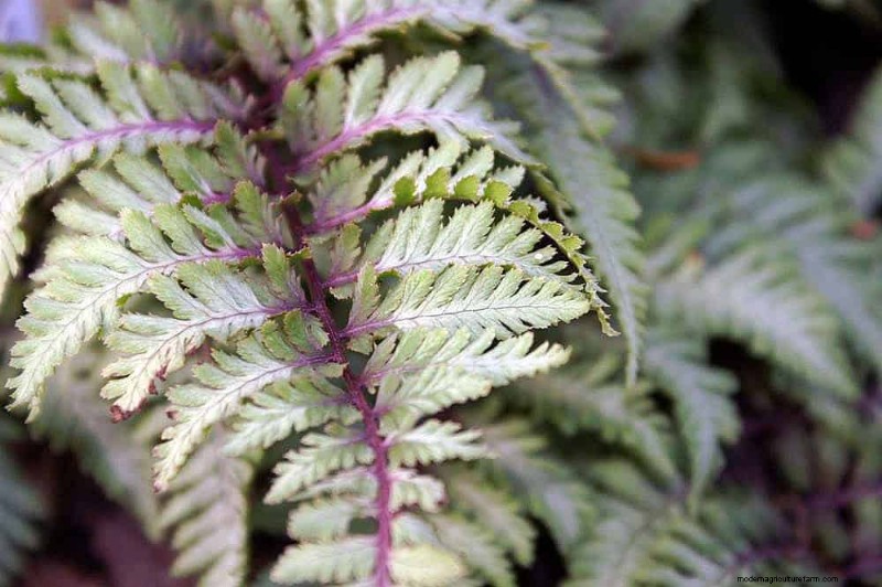 Ferns in Landscape Design: 12 Modern & Bold Ideas
