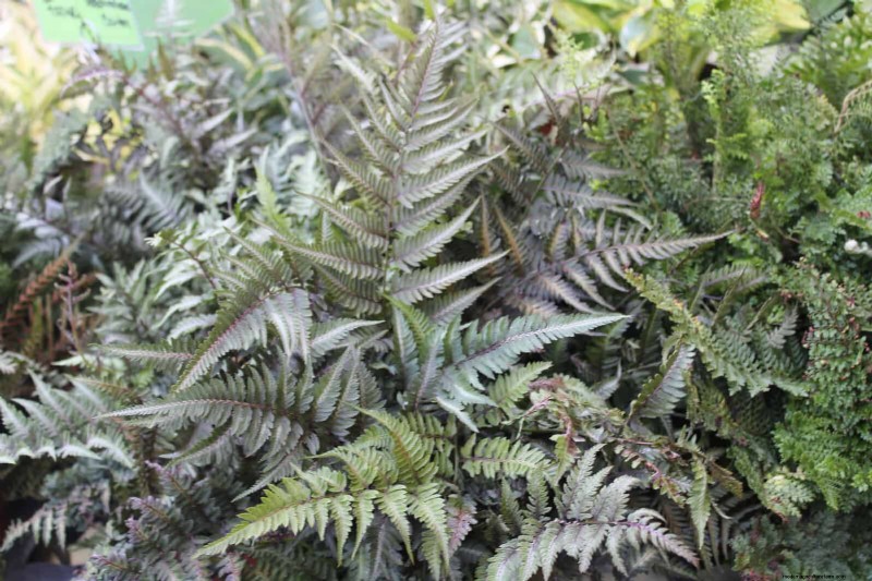 Ferns in Landscape Design: 12 Modern & Bold Ideas