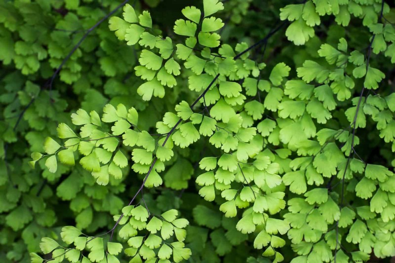 Ferns in Landscape Design: 12 Modern & Bold Ideas