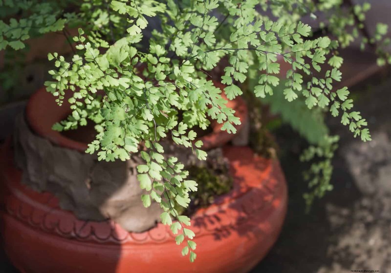 Ferns in Landscape Design: 12 Modern & Bold Ideas