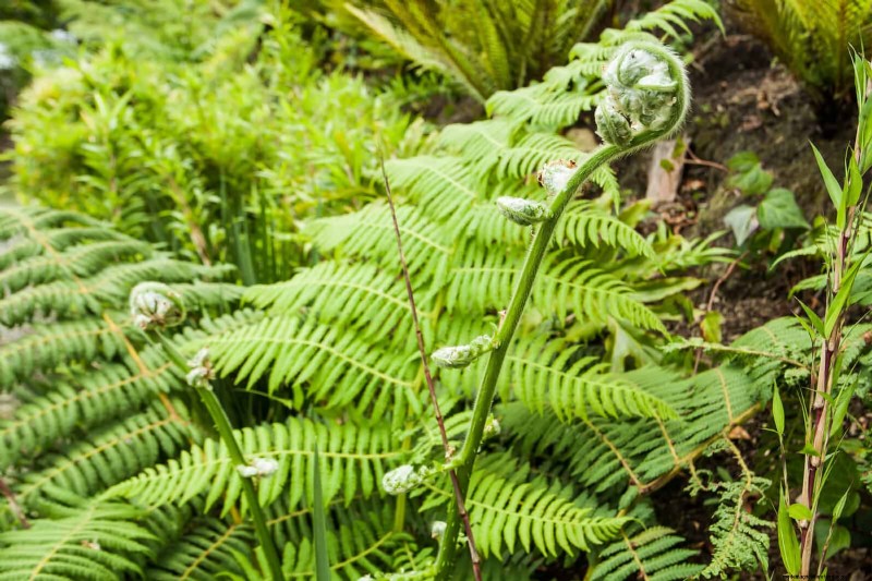 Ferns in Landscape Design: 12 Modern & Bold Ideas