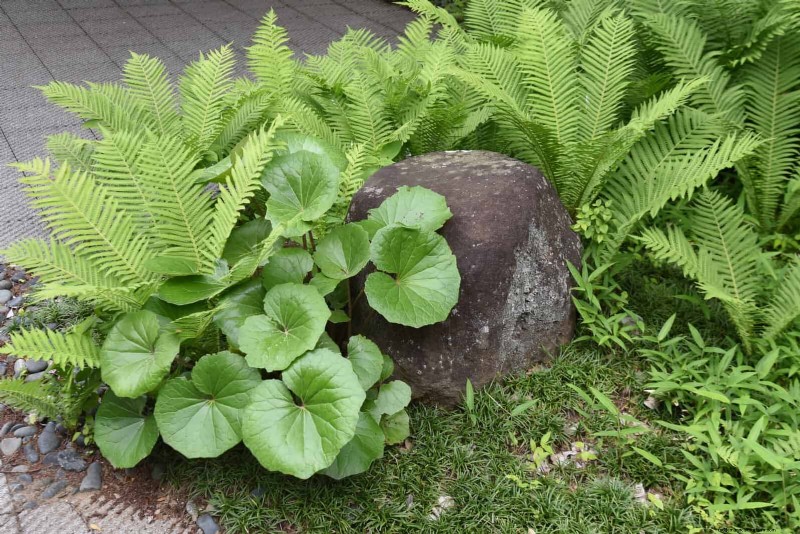 Ferns in Landscape Design: 12 Modern & Bold Ideas