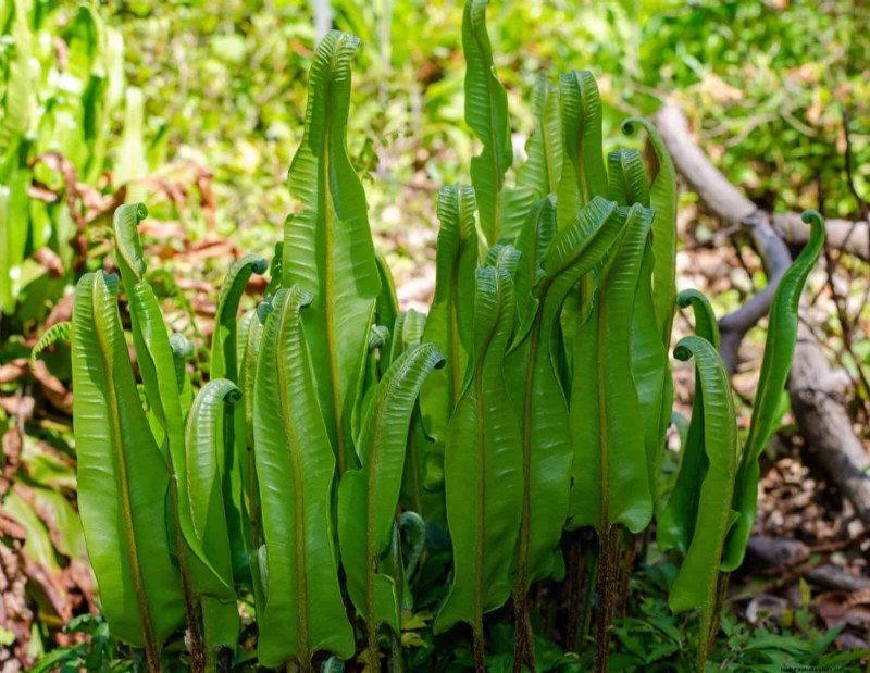 Ferns in Landscape Design: 12 Modern & Bold Ideas