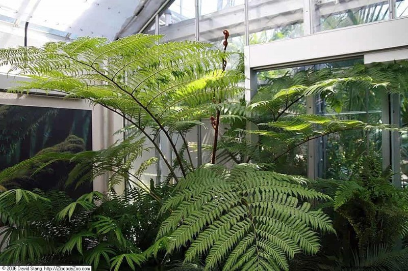 Ferns in Landscape Design: 12 Modern & Bold Ideas