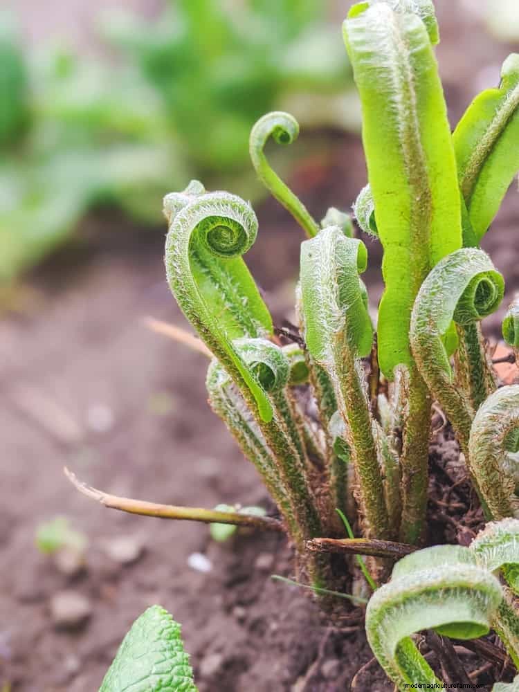 Ferns in Landscape Design: 12 Modern & Bold Ideas