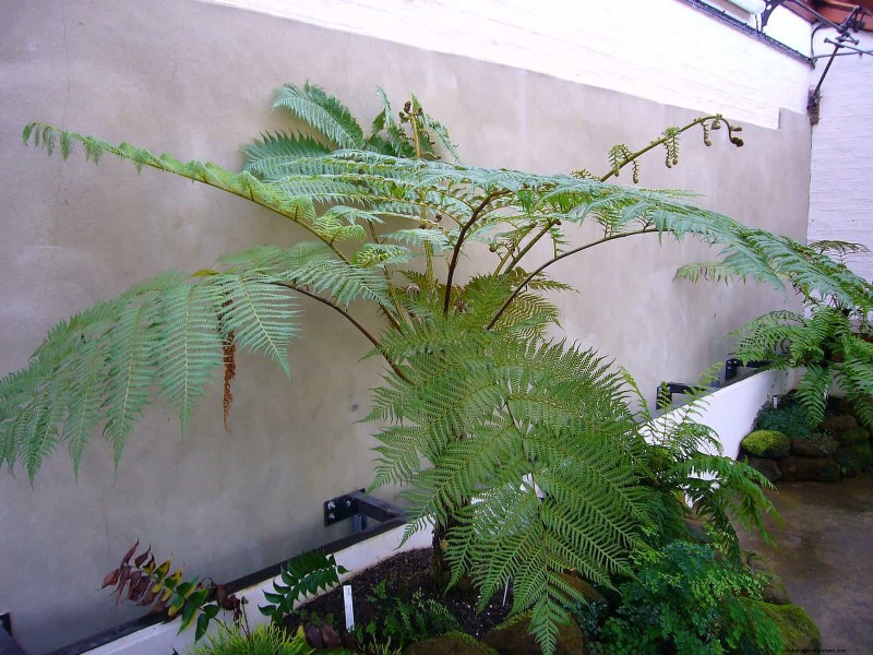 Ferns in Landscape Design: 12 Modern & Bold Ideas