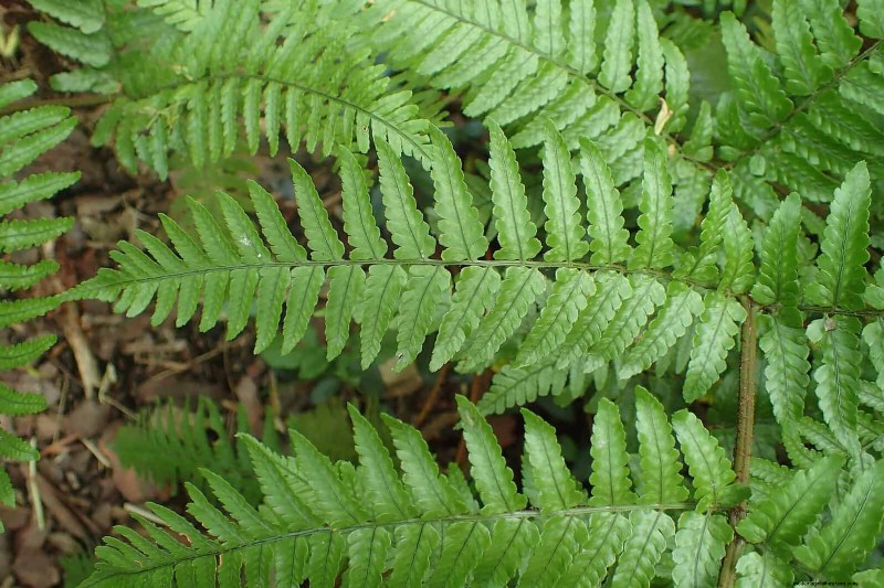 Ferns in Landscape Design: 12 Modern & Bold Ideas