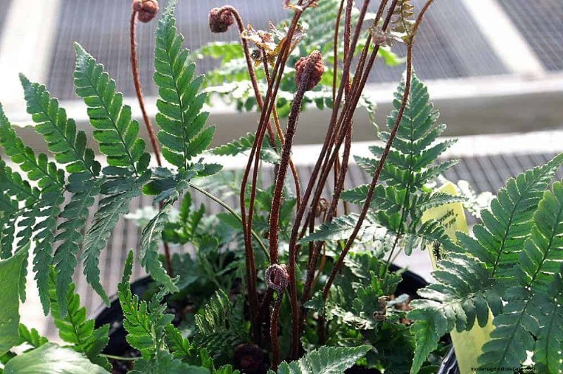 Ferns in Landscape Design: 12 Modern & Bold Ideas