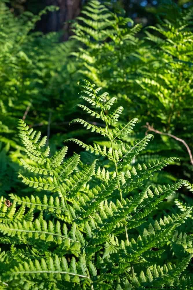 Ferns in Landscape Design: 12 Modern & Bold Ideas