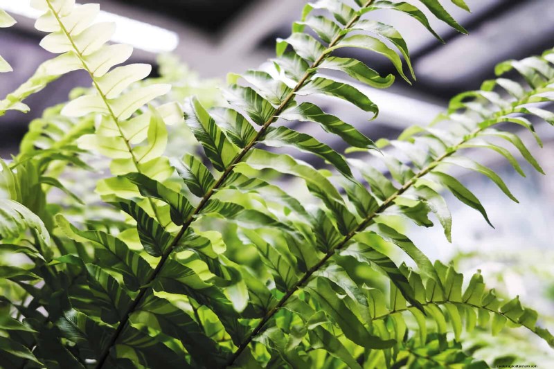 Ferns in Landscape Design: 12 Modern & Bold Ideas