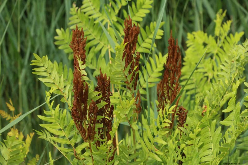 Ferns in Landscape Design: 12 Modern & Bold Ideas