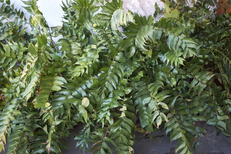 Ferns in Landscape Design: 12 Modern & Bold Ideas
