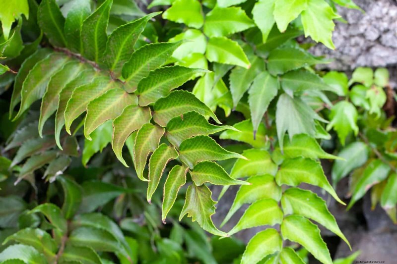 Ferns in Landscape Design: 12 Modern & Bold Ideas