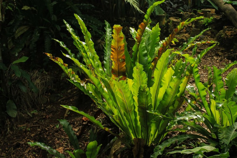 Ferns in Landscape Design: 12 Modern & Bold Ideas