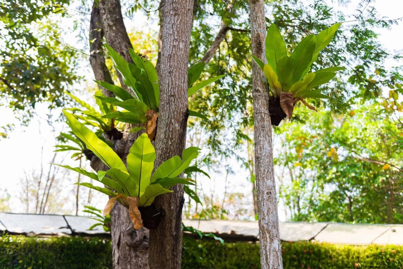 Ferns in Landscape Design: 12 Modern & Bold Ideas
