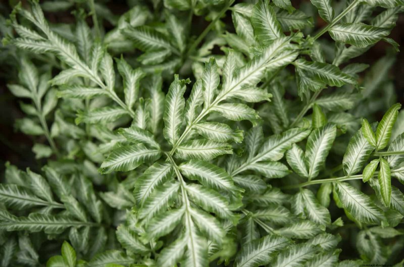 Ferns in Landscape Design: 12 Modern & Bold Ideas