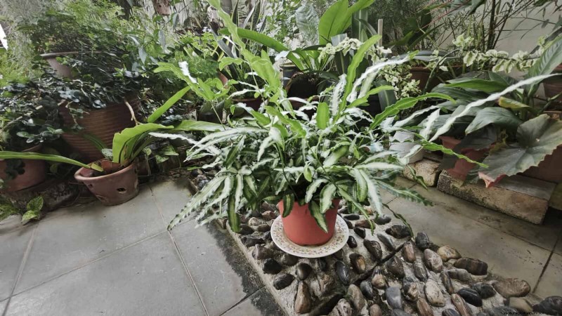 Ferns in Landscape Design: 12 Modern & Bold Ideas