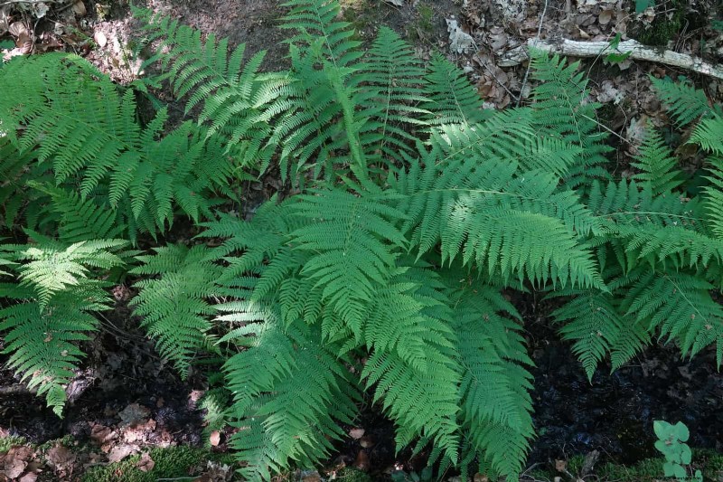 Ferns in Landscape Design: 12 Modern & Bold Ideas