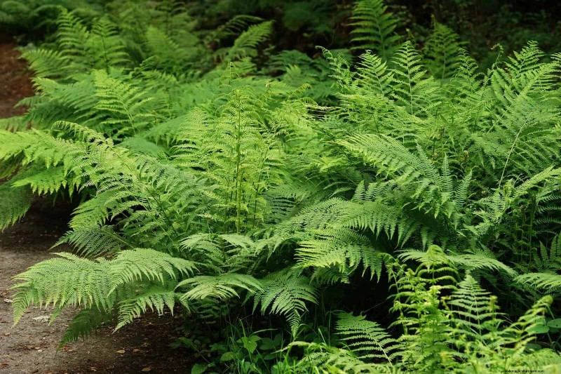 Ferns in Landscape Design: 12 Modern & Bold Ideas