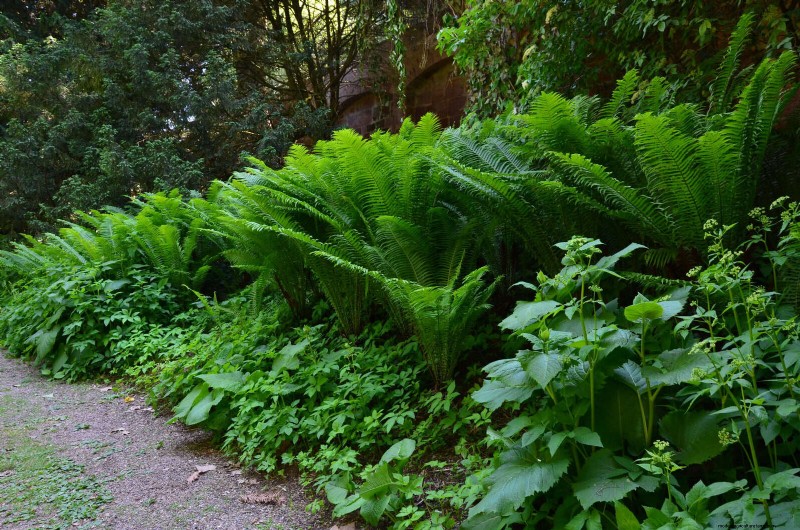 Ferns in Landscape Design: 12 Modern & Bold Ideas