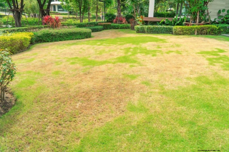 Revive Your Lawn: 14 Late Summer Rescue Tricks for a Healthy Fall Yard