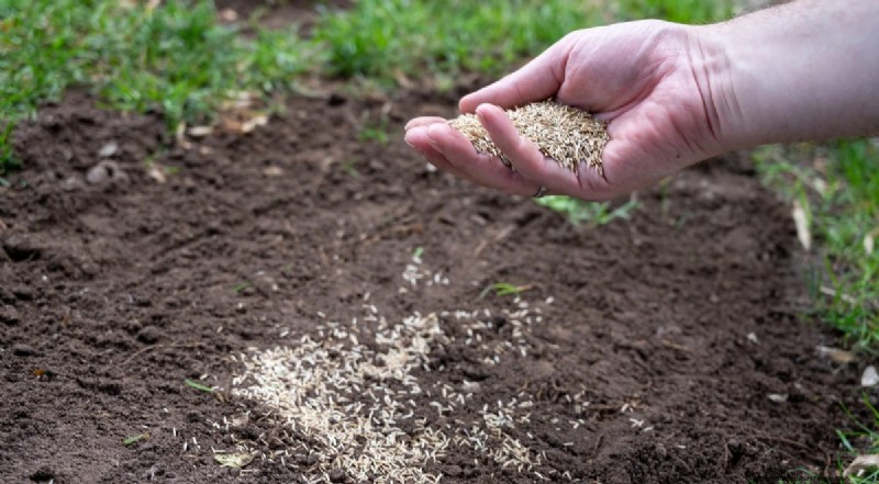 Revive Your Lawn: 14 Late Summer Rescue Tricks for a Healthy Fall Yard