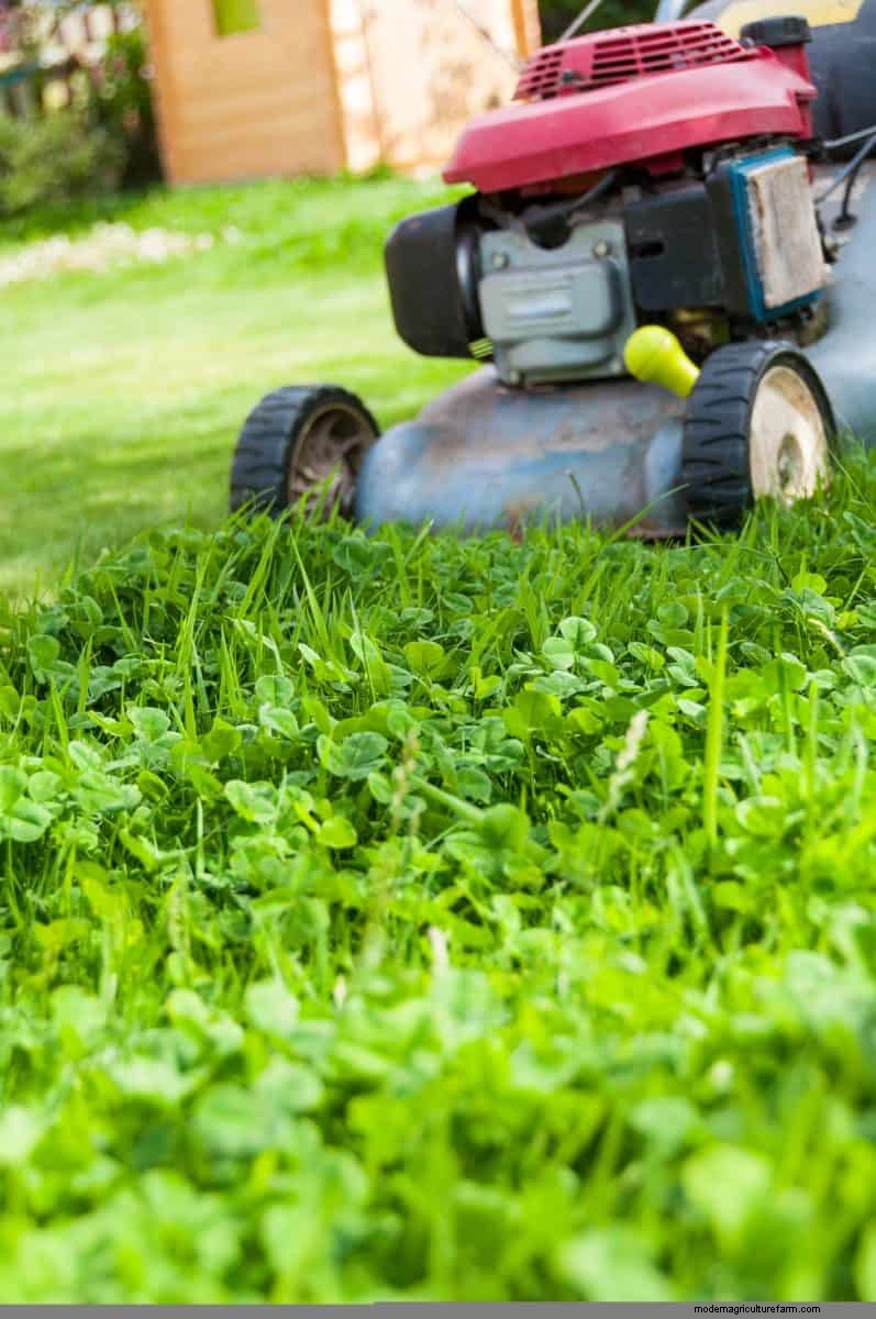 Revive Your Lawn: 14 Late Summer Rescue Tricks for a Healthy Fall Yard