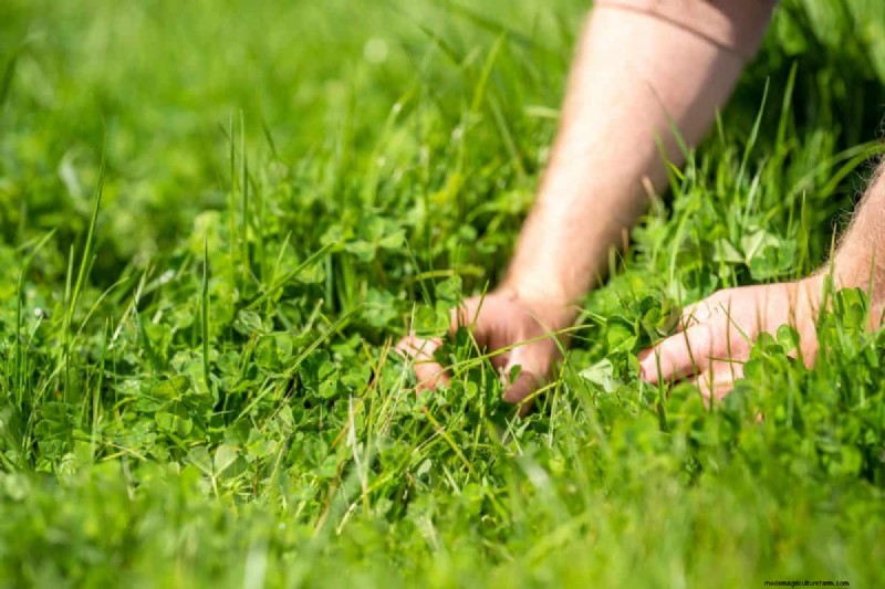 Revive Your Lawn: 14 Late Summer Rescue Tricks for a Healthy Fall Yard