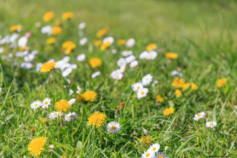 Revive Your Lawn: 14 Late Summer Rescue Tricks for a Healthy Fall Yard