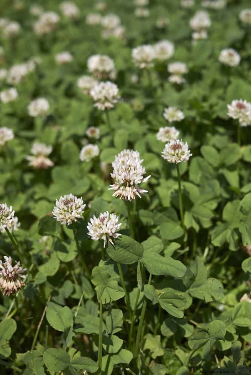 Revive Your Lawn: 14 Late Summer Rescue Tricks for a Healthy Fall Yard