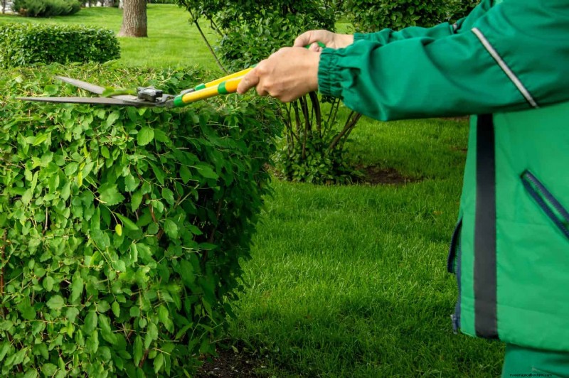 Revive Your Lawn: 14 Late Summer Rescue Tricks for a Healthy Fall Yard