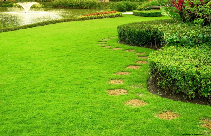 Revive Your Lawn: 14 Late Summer Rescue Tricks for a Healthy Fall Yard