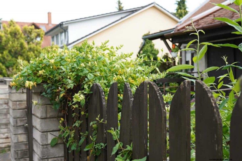 Removing Invasive Plants Crossing Property Lines: Your Legal Rights